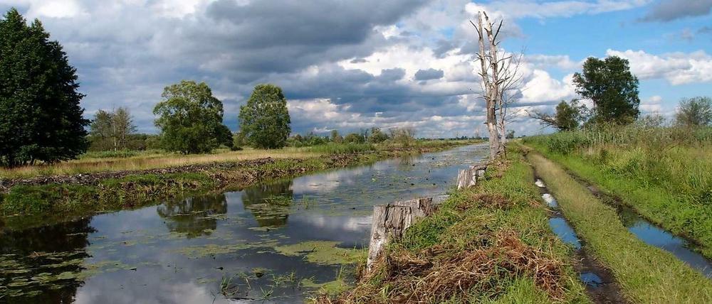 Unberührte Natur am Ufer der Warthe.