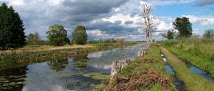 Unberührte Natur am Ufer der Warthe.