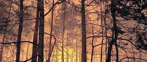 In Flammen. Ein Blitz, aber auch eine Zigarette können zu einem großen Waldbrand führen. 