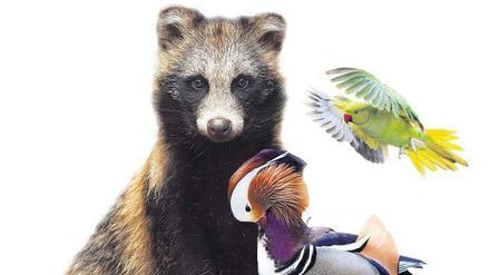 Zugezogene. Marderhund, Mandarinente, Wanderratte, Chinesische Wollhandkrabbe und Asiatischer Marienkäfer. Der Halsbandsittich oben rechts hat es in Berlin sehr schwer.