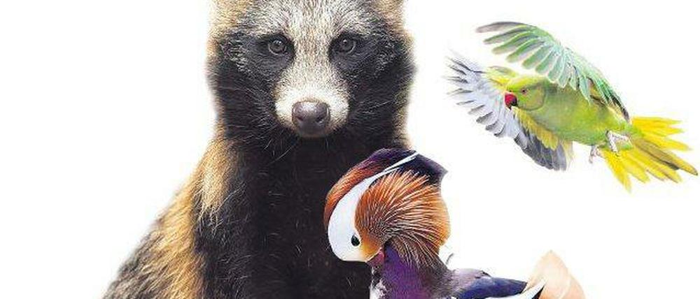 Zugezogene. Marderhund, Mandarinente, Wanderratte, Chinesische Wollhandkrabbe und Asiatischer Marienkäfer. Der Halsbandsittich oben rechts hat es in Berlin sehr schwer.