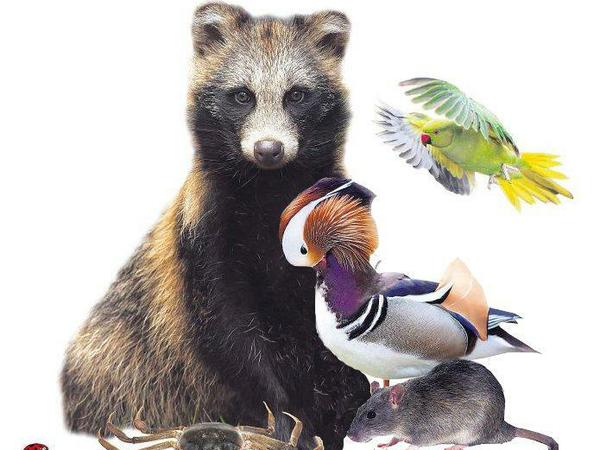Zugezogene. Marderhund, Mandarinente, Wanderratte, Chinesische Wollhandkrabbe und Asiatischer Marienkäfer. Der Halsbandsittich oben rechts hat es in Berlin sehr schwer.