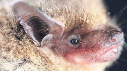 Südafrikanische Fledermaus, in der Mers gefunden wurde