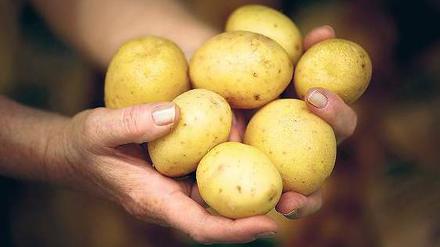 Späte Ernte. Erst verzögerte der Frost die Aussaat, dann behinderten Regen und Flut die Kartoffelernte. Gemüse und Obst verteuerten sich im Juli auf Jahressicht um mehr als elf Prozent. 