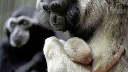 Behütet in der Kleinfamilie. Gibbon-Affen sind monogam.