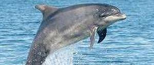 Gewandt. Personen oder Objekte zu benennen und sich über sie auszutauschen, gilt als sehr menschlich. Aber Delfine können das vermutlich auch. 