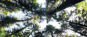 Rohstoff. Über Jahrhunderte war Holz ähnlich wichtig wie heute Erdöl. Es diente zum Heizen, zum Bauen, ermöglichte den Bergbau. Um den Nachschub zu sichern, müssten die Wälder nachhaltig bewirtschaftet werden, forderte Carl von Carlowitz.
