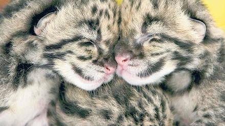 Kuscheltiere. Auch Großkatzen wie die Nebelparder fangen mal klein an. Foto: dpa/p-a