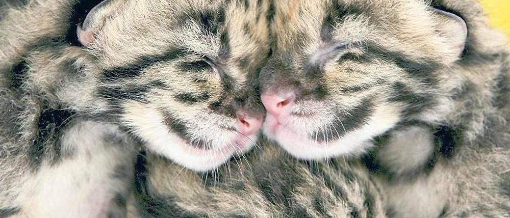 Kuscheltiere. Auch Großkatzen wie die Nebelparder fangen mal klein an. Foto: dpa/p-a