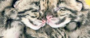 Kuscheltiere. Auch Großkatzen wie die Nebelparder fangen mal klein an. Foto: dpa/p-a