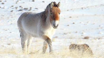 Die einzig Wahren. Lange wurde darüber gestritten, ob sich urtümlichen Przewalski-Pferde und domestizierte Pferde im Laufe der Evolution nie durchmischt haben. Nun steht fest, dass sie wirklich die letzten Wildpferde sind. 