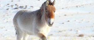 Die einzig Wahren. Lange wurde darüber gestritten, ob sich urtümlichen Przewalski-Pferde und domestizierte Pferde im Laufe der Evolution nie durchmischt haben. Nun steht fest, dass sie wirklich die letzten Wildpferde sind. 
