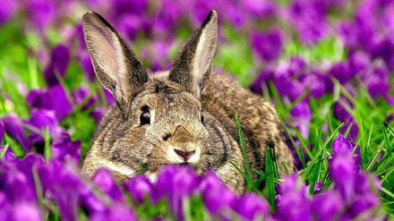 En Kaninchen im Blumenbeeti