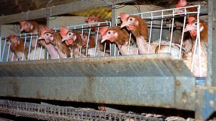 Käfigbatterien sind in der EU endgültig verboten. Dennoch fördern die europäische Regionalentwicklungsbank und die deutsche Exportkreditagentur Euler-Hermes den Aufbau von solchen Tierfabriken in der Ukraine und in der Türkei mit Steuermitteln aus Europa. 
