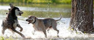 Wo kann man in Berlin seine vierbeinigen Freunde toben lassen? Zwei neue Bücher bieten zahlreiche Vorschläge.