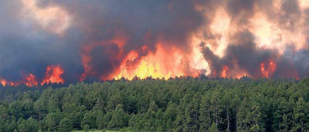 Feuerwand. In Black Forest verloren Hunderte durch die Brände ihr Zuhause. Foto: rtr