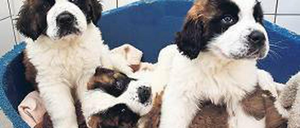 Zukunft, wir kommen! Ohne Hundebabybild sollte nie eine Zeitkapsel auf die Reise in eine andere Zeit gehen. Foto: dpa