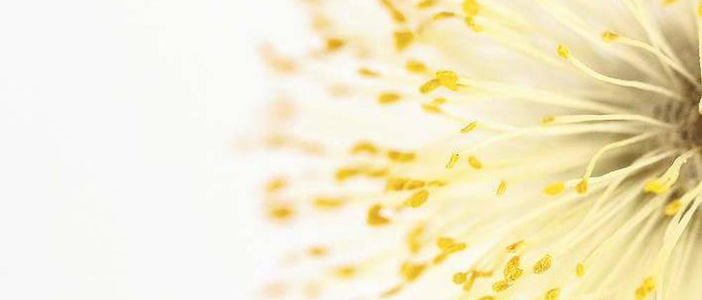 Nahaufnahme einer Weidenblüte. Foto: Fotolia / Weitzmann