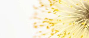 Nahaufnahme einer Weidenblüte. Foto: Fotolia / Weitzmann