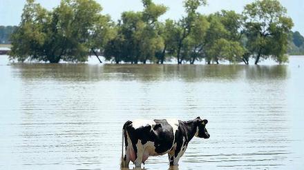 Allein auf weiter Flur. Die Weiden sind überschwemmt, Tiere müssen gerettet werden, das Getreide verfault auf den Feldern, Futtermittel werden knapp. Die Flut setzt den Bauern schwer zu. 