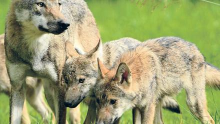 Familienidyll. Frei lebende Wolfsrudel in Deutschland sind vorerst nicht in Gefahr, genetisch zu verarmen.