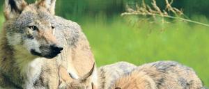 Familienidyll. Frei lebende Wolfsrudel in Deutschland sind vorerst nicht in Gefahr, genetisch zu verarmen.