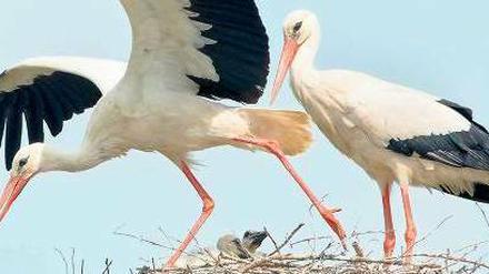 Das große Klappern. Schwankungen bei der Storchenpopulation hat es in Linum schon wiederholt gegeben. Das macht den Naturschützern keine Sorgen. Foto: dpa