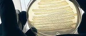 Fabrik in der Petrischale. Bis zum großmaßstäblichen Einsatz des Verfahrens ist es noch ein weiter Weg.