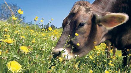 Gesundes Fressen. Manche Tiere verzehren bestimmte Kräuter, um ihre Verdauung in Schwung zu bringen oder sich gegen Krankheiten zu wehren. Diese Selbstmedikation ist offenbar weiter verbreitet als bisher gedacht, sagen Biologen. 