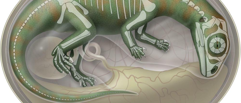 Einmaliger Fund. Die bisher ältesten fossilen Überreste von Dinosaurier-Embryos zeigen erstmals, wie die Tiere in Eiern heranwuchsen.