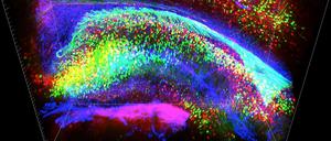 Reise ins Innere. Die verschiedenen Zelltypen im Hippokampus - dem Tor zur Erinnerung - färbten die Forscher unterschiedlich an, so dass man ihr Zusammenspiel besser sehen kann.