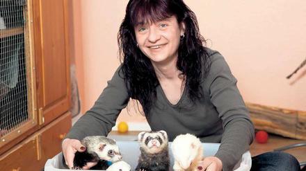 DIE WANNE IST VOLL. Dass Nicole Reipsch zu ihren zwei eigenen noch vier Frettchen zur Pflege zu Hause hat, ist nicht ungewöhnlich. Es sind Tiere von Freunden, die gerade verreist sind. Bonnie und Angus, die Albinos Lemmy und Odin und Nicoles Privattiere Ozzy und Clyde fühlen sich im Rudel pudelwohl.