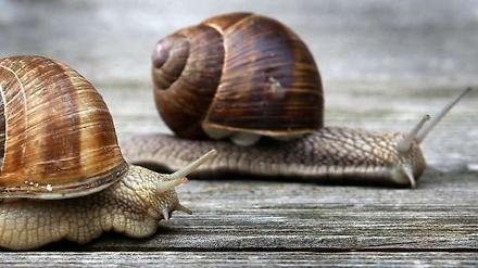 Ich kriege dich! Schnecke jagt Schnecke.