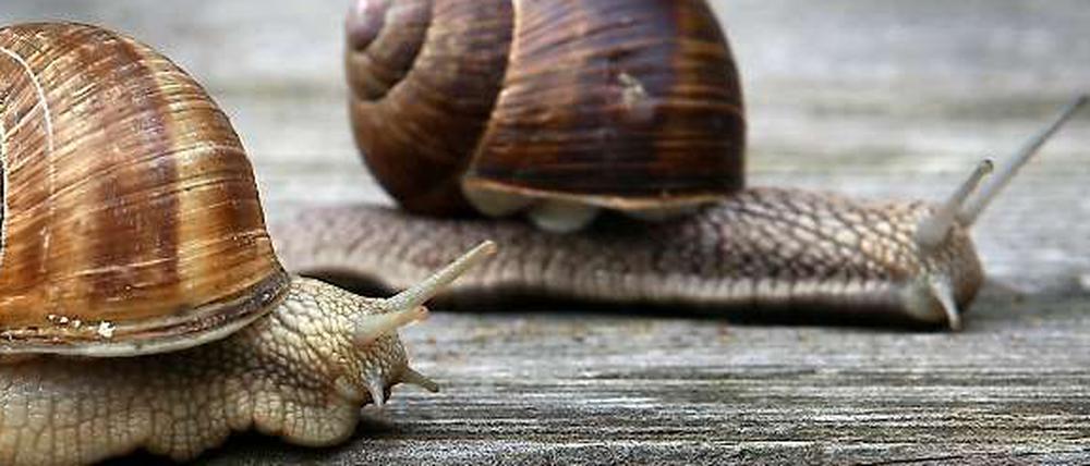 Ich kriege dich! Schnecke jagt Schnecke.