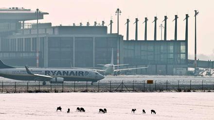 Ein Passagierflugzeug rollt am 13.02.2013 vor dem Terminal des neuen Flughafens Berlin Brandenburg Airport Willy Brandt (BER) in Schönefeld (Brandenburg).