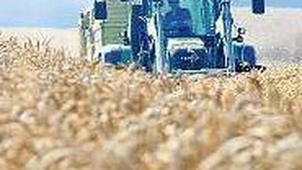 Etwas mehr als 300 Euro bekommt ein deutscher Landwirt derzeit pro Hektar. Foto: dpa
