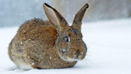 Der Osterhase muss dieses Jahr frieren beim Eierverstecken.
