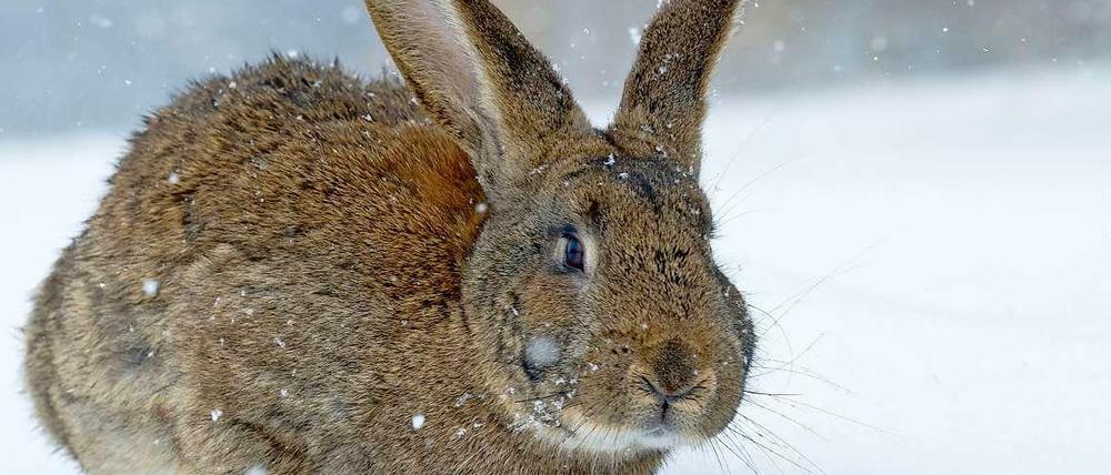Der Osterhase muss dieses Jahr frieren beim Eierverstecken.