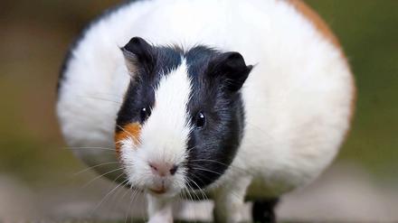 Passt nicht durch jedes Abflussrohr: Das Meerschwein.