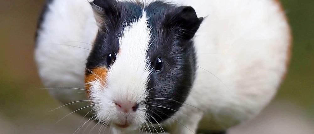 Passt nicht durch jedes Abflussrohr: Das Meerschwein.