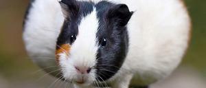 Passt nicht durch jedes Abflussrohr: Das Meerschwein.