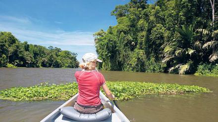 Und immer schön aufpassen. Wer im Nationalpark Tortuguero paddelt, darf nicht nur über die Natur staunen, sondern hat auch manch Hindernis zu bewältigen.