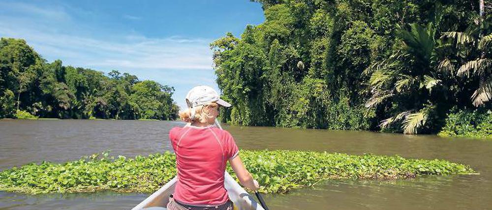 Und immer schön aufpassen. Wer im Nationalpark Tortuguero paddelt, darf nicht nur über die Natur staunen, sondern hat auch manch Hindernis zu bewältigen.