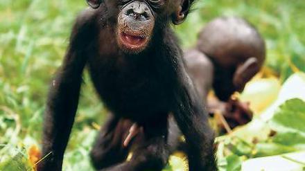 Netzwerker. Sozialer Austausch ist Bonobos wichtiger als Vorräte.
