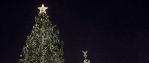 Brauchen Sie dieses Jahr gar nicht erst nachhause schleppen: Nadelgehölz.