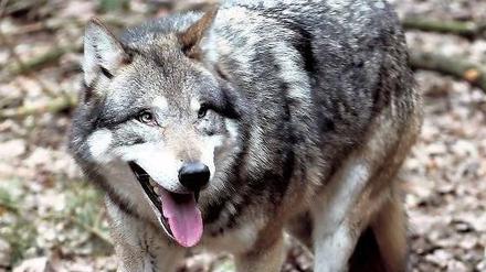 Will nicht nur spielen. Um die 80 Wölfe gibt es schon in Brandenburg, einer frisst etwa 62 Rehe im Jahr, aber auch Schafe und Kälber. Und Schutzzäune sind teuer. Foto: dpa