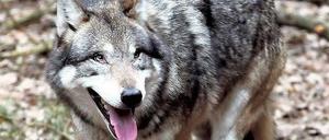 Will nicht nur spielen. Um die 80 Wölfe gibt es schon in Brandenburg, einer frisst etwa 62 Rehe im Jahr, aber auch Schafe und Kälber. Und Schutzzäune sind teuer. Foto: dpa