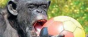 Alles Mist, außer Fußball. Auch Schimpansen schieben in der Lebensmitte offenbar mehr Frust als sonst.