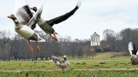 Gefahr im Anflug. Graugänse können selbst großen Linienmaschinen Probleme bereiten.