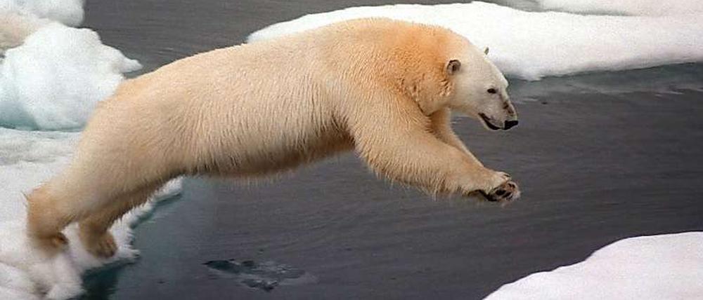 Ein Eisbär springt in der Arktis von einer Scholle zur anderen. Lässt sich der Klimawandel verlangsamen?
